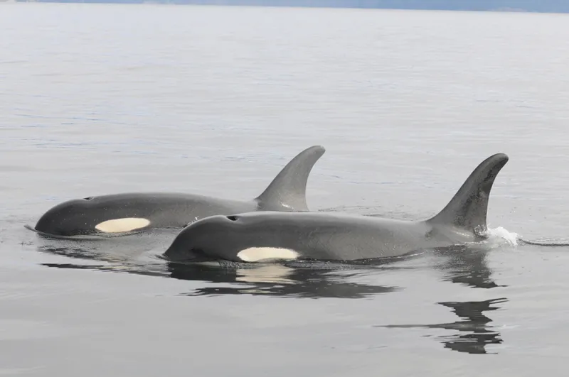 Two Southern Resident killer whales.
