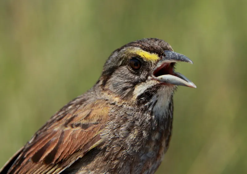 A close-up look of the seaside sparrow. 