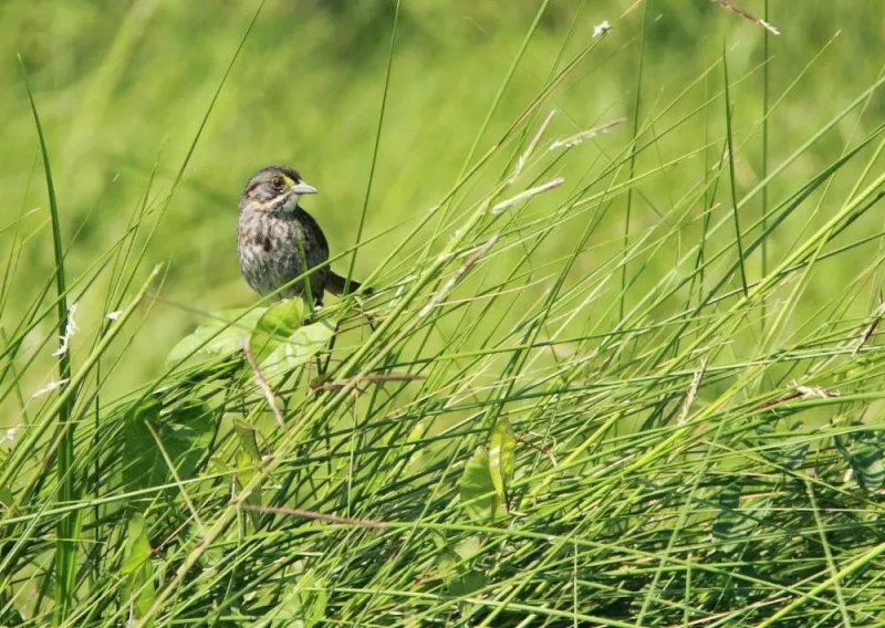 With their brown and yellow markings, seaside sparrows (Ammodramus maritimus) blend in well with marshgrass.