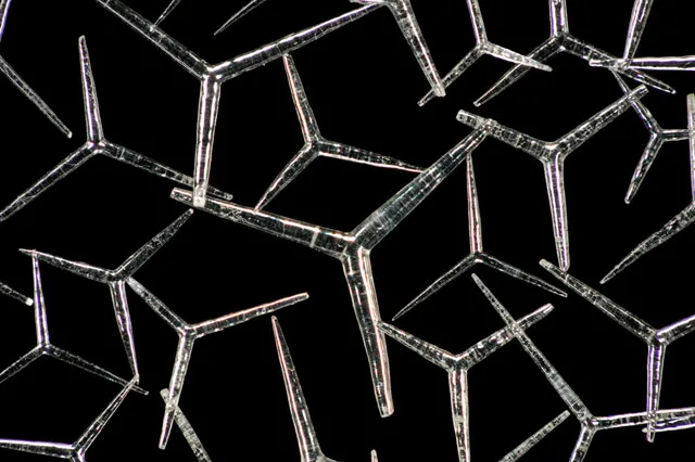 Tiny sponge spicules. Tiny sponge spicules.