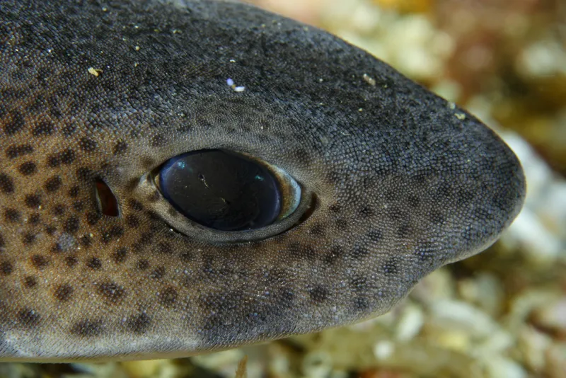 Spotted Catshark (Scyliorhinus canicula)