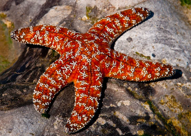 a red sea star