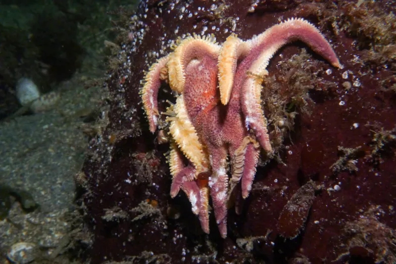 A decomposing sea star loses its grip on a rock. A decomposing sea star loses its grip on a rock.