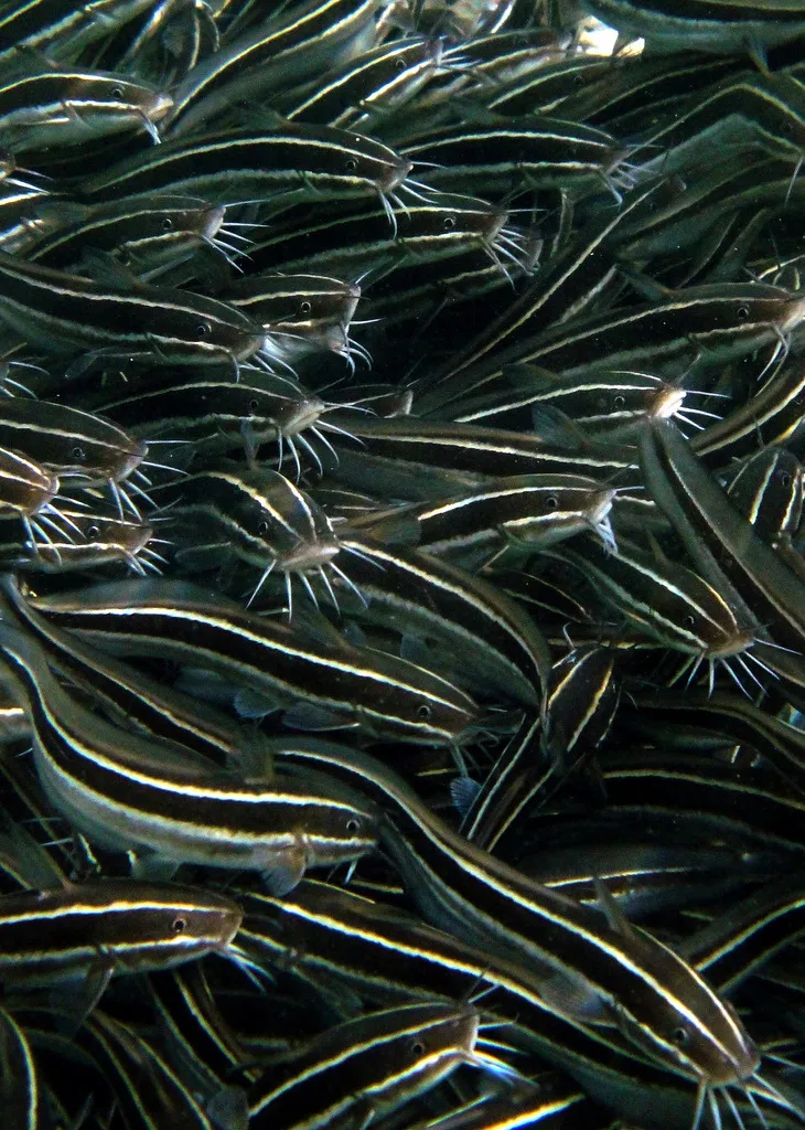 Striped eel catfish are the only species of catfish found in coral reefs.