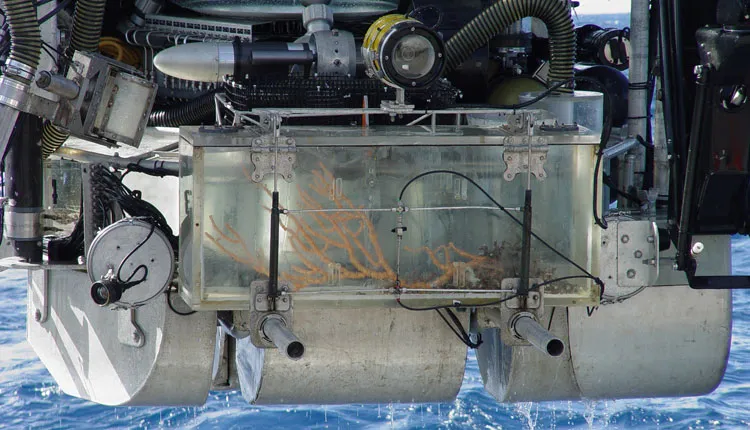The Johnson-Sea-Link submersible returns with a specimen of Keratoisis bamboo coral inside its collection box.