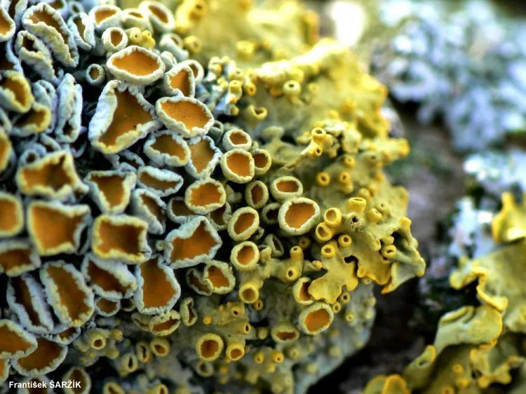 Yellow and light green sunburst lichen on a rock. 