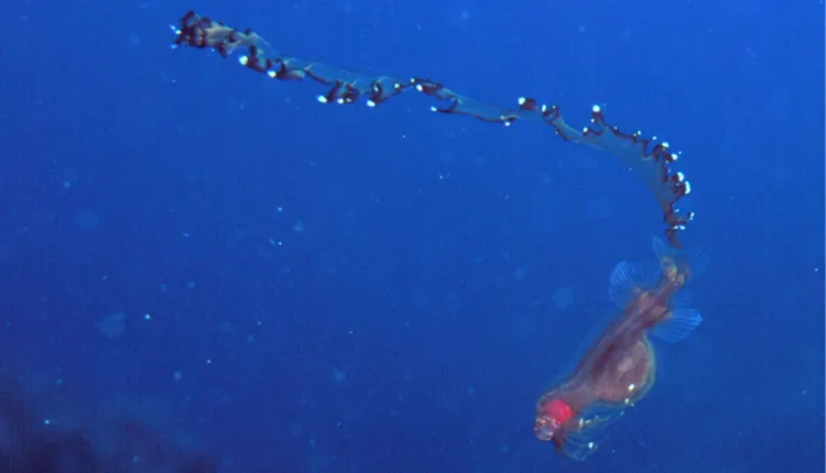 Photo of a sea creature called a Tapetail