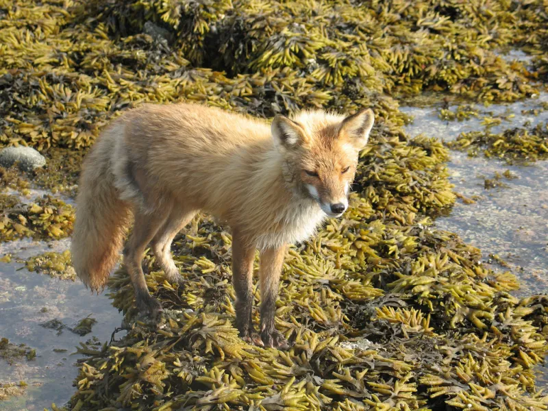 A fox explores a tide pool.