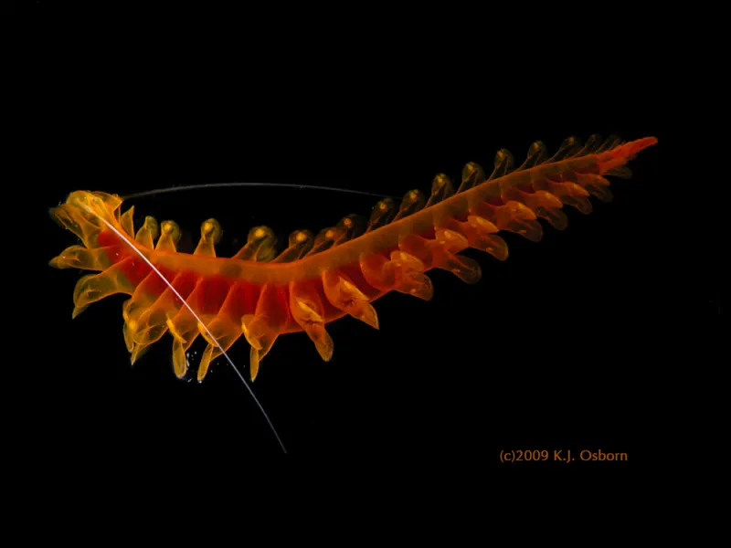 A red and orange tomopterid with a black background.