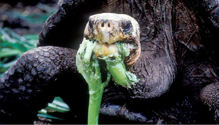 A Galapagos tortoise munches on some greens.