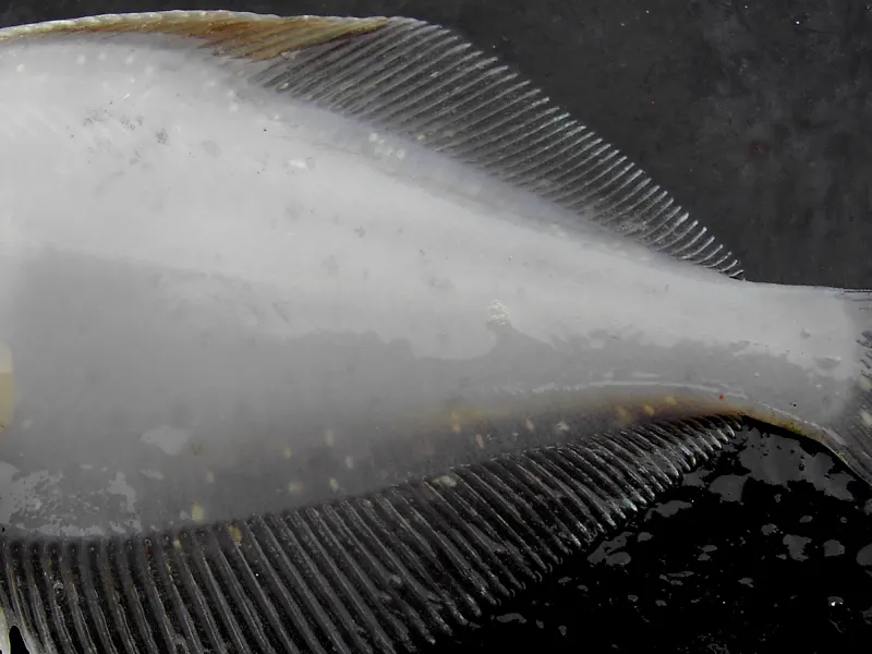 The whitish spots on this fish are individual parasitic trematode worms.