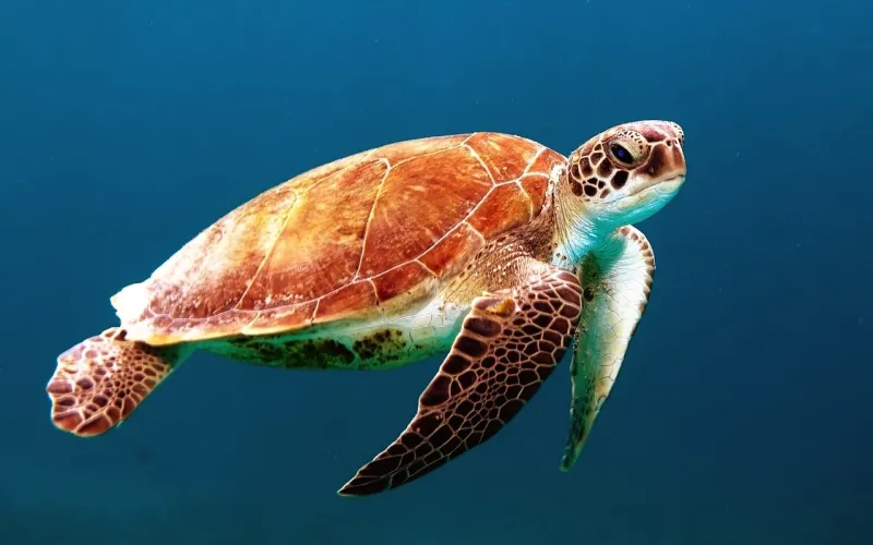 A sea turtle swimming