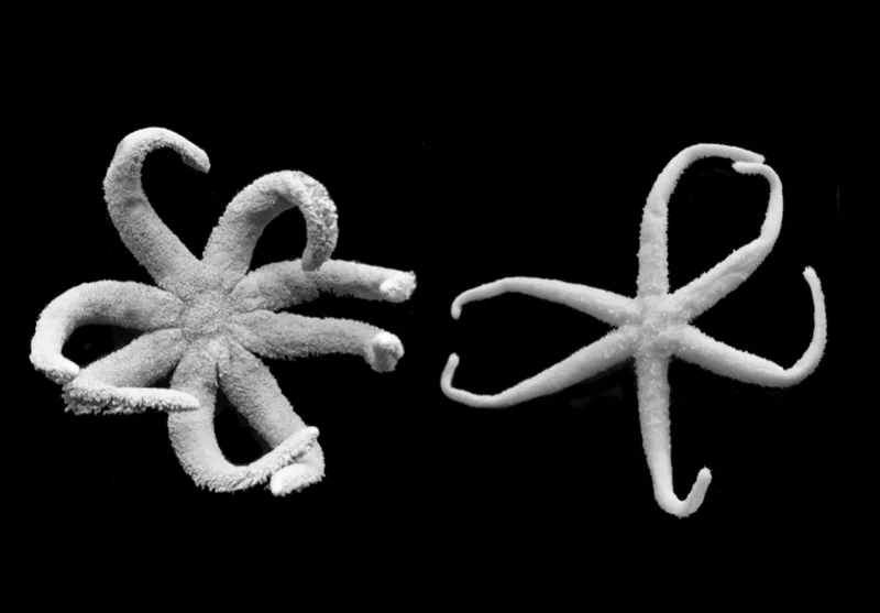 Two new species of sea stars were discovered in the deep sea: Paulasterias tyleri (on the left) in a North Pacific hydrothermal vent community, and Paulasterias mcclaini (on the right) in the deep sea off the coast of Antarctica.