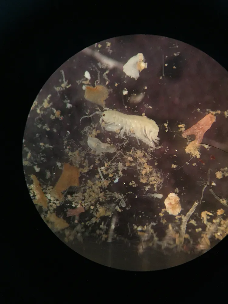 A view through a microscope of animals collected on an ARMS. 