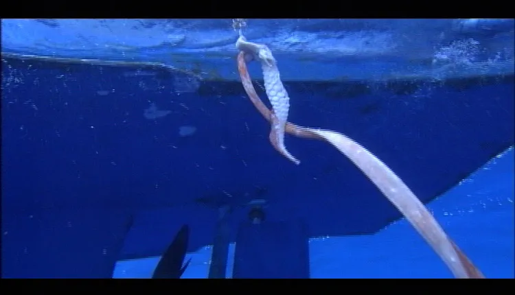 This tentacle was left behind by the first giant squid caught on film.
