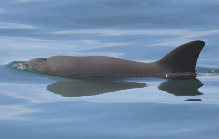 The Vanishing Vaquita A vaquita swims at the the water's surface.