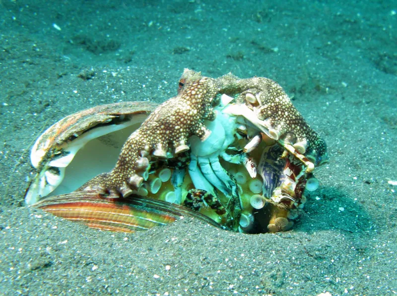 A veined octopus briefly leaves its hiding place, a shell, to devour a crab.