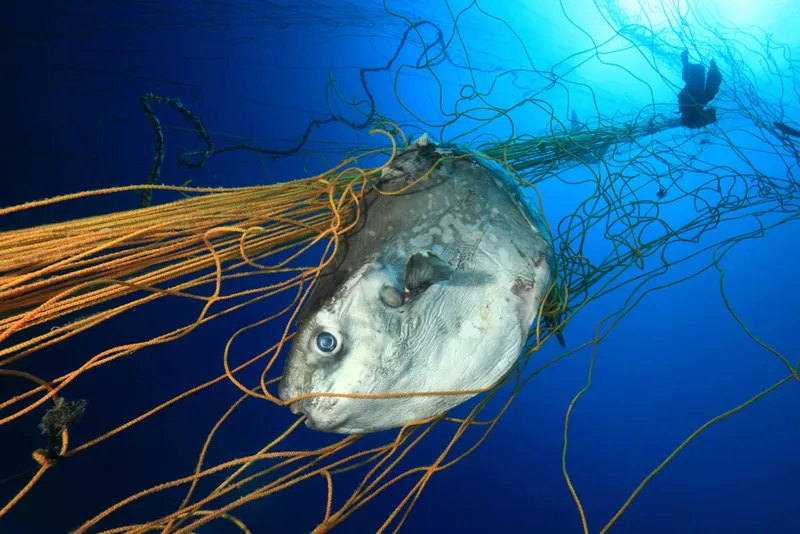 Every year in Sardinia, Italy. tuna is fished using a large fixed net anchored on the bottom for the purpose to keep the fish inside to grow calm. But other animals like sunfish (shown here), turtles, dolphins, and others are also captured in the net, and 