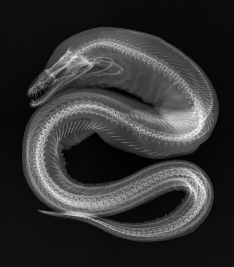 In the X-ray image of this Viper Moray Eel (Enchelynassa canina), note the second set of jaws in the “throat”; these are the gill arches, which are present in all fish.