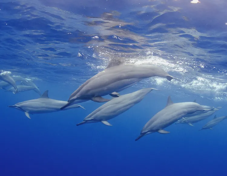 Spinner dolphins in a small inlet off the Kona coast, Hawaii.