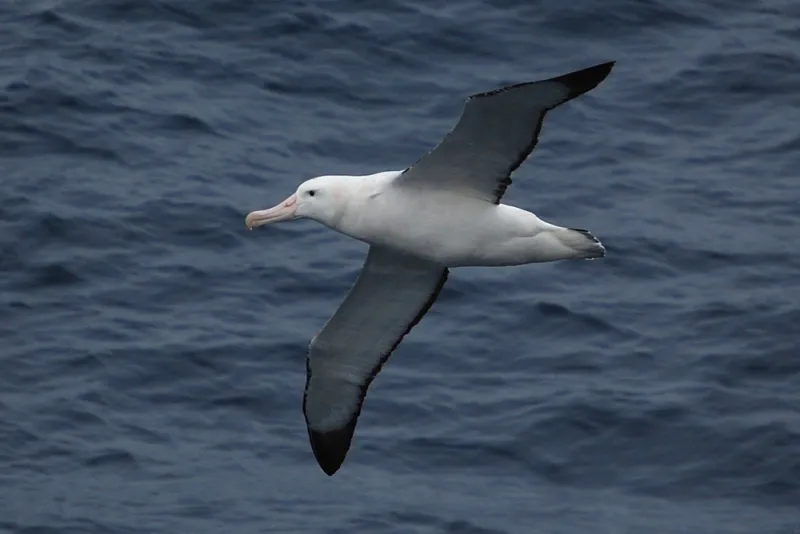 Wandering albatross soars over the ocean