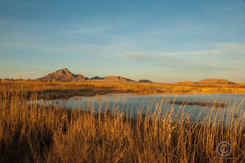 The grasses and animals living in marshes help to filter water and stabilize shorelines, along with providing habitat for a variety of mammals, fish, shellfish and amphibians and a haven for migratory waterfowl.