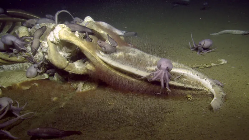 a whale skeleton on the sea floor with octopuses on it