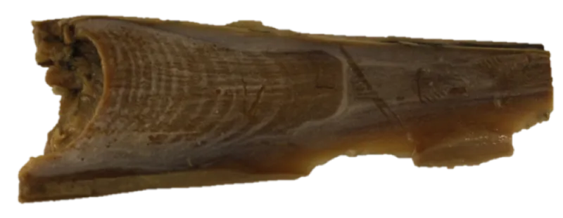 An unidentified earplug from the National Museum of Natural History collection.