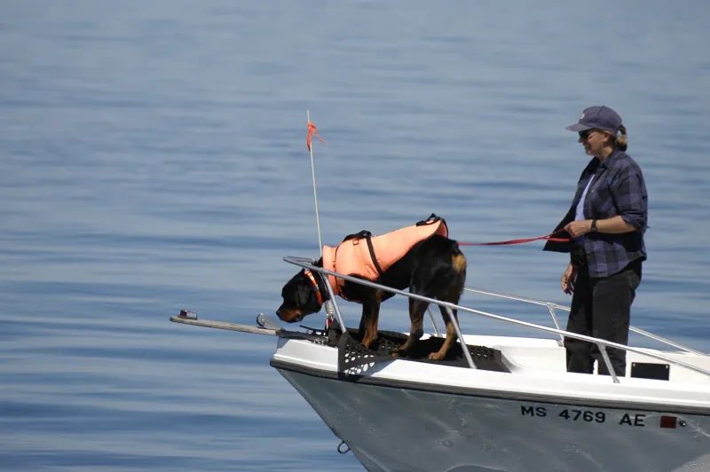 This dog is helping researchers at the New England Aquarium in Boston detect scat (or poop) from North Atlantic right whales.
