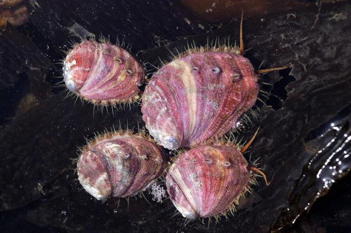White abalone White abalone