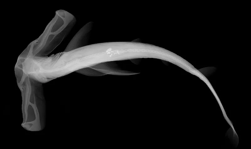 X-ray image of a winghead shark