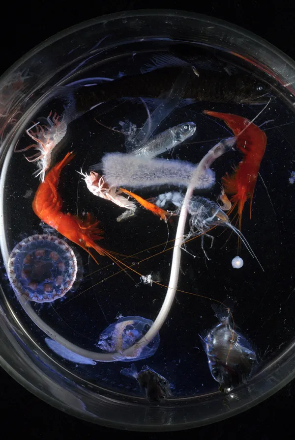 These zooplankton collected on a research cruise include a jellyfish, a lanternfish, a snipe eel, two large orange shrimp, a fuzzy pyrosome (which is bioluminescent), and several smaller animals.