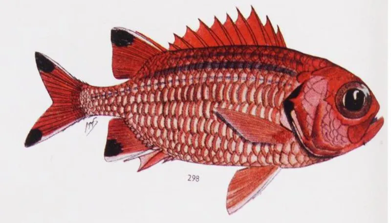 A red fish illustration
