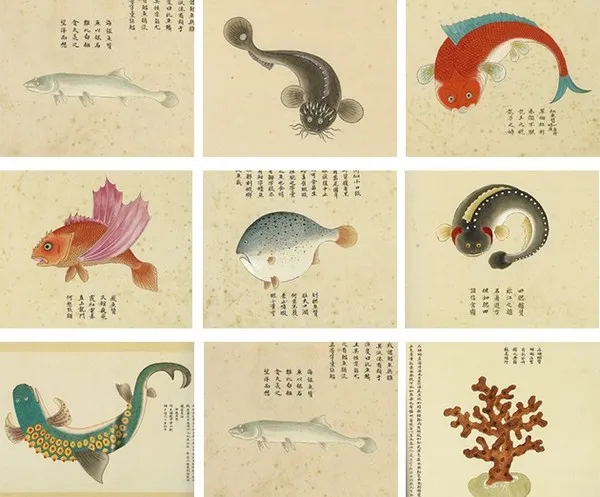 many fish illustrations in brilliant colors