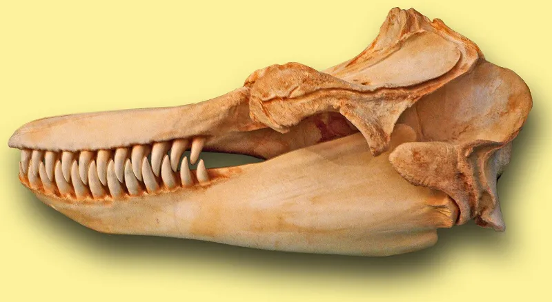 an orca whale skull with a yellow background