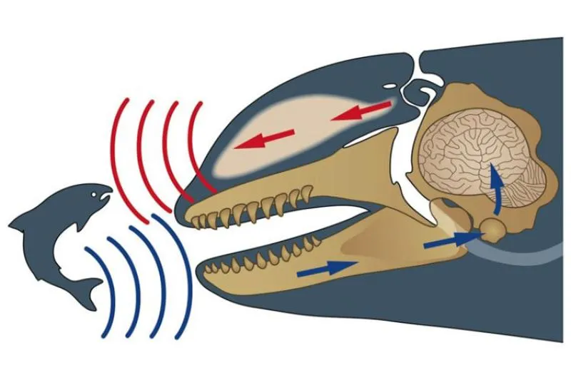 a diagram showing the inner anatomy of a toothed whale's skull and how sound is processed by the whale