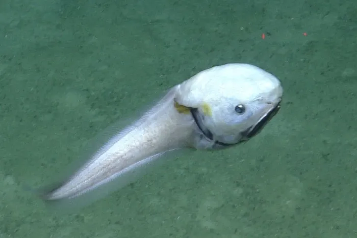 a dull colored fish at the bottom of the ocean