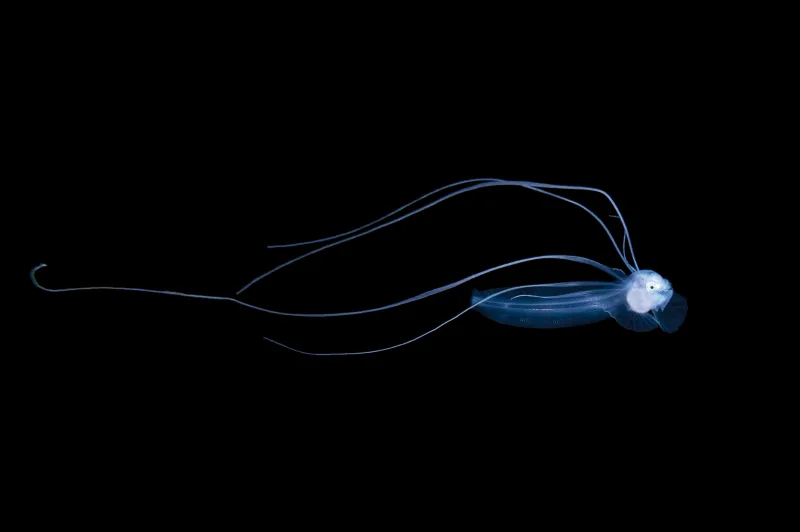 a blue larval fish with long fins