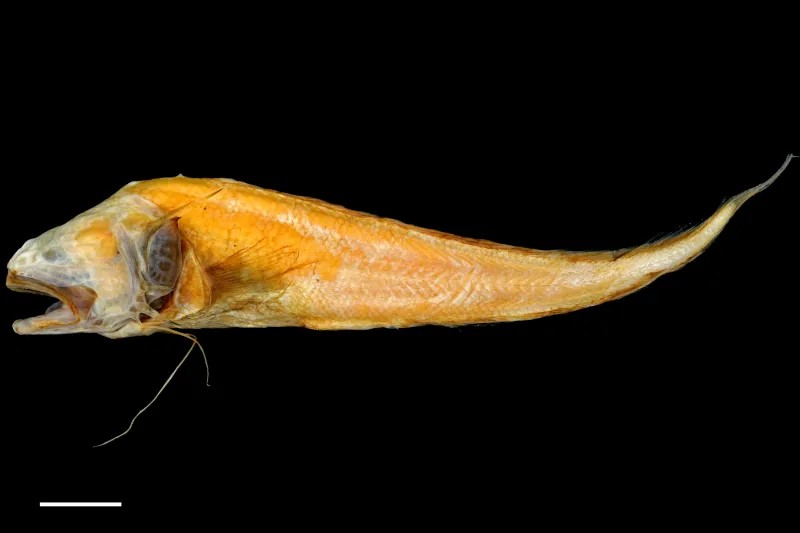 a preserved specimen of a larval fish