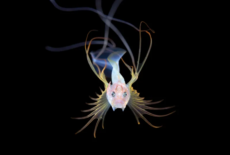 a larval fish with orange fins