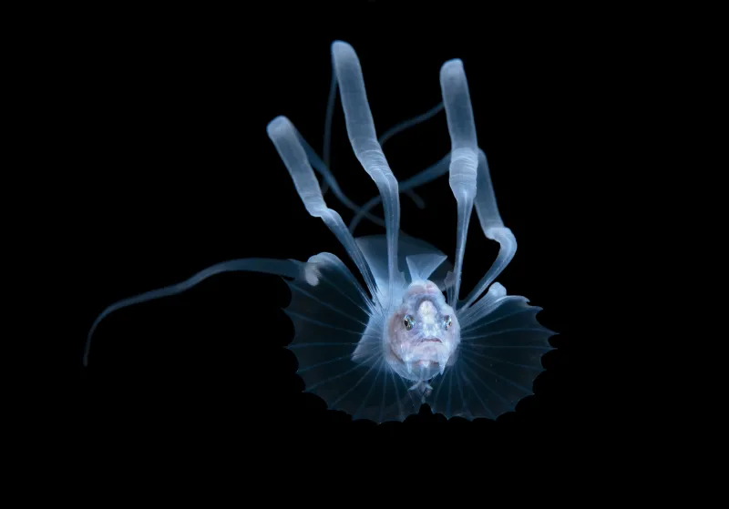 a blue larval fish with long fins