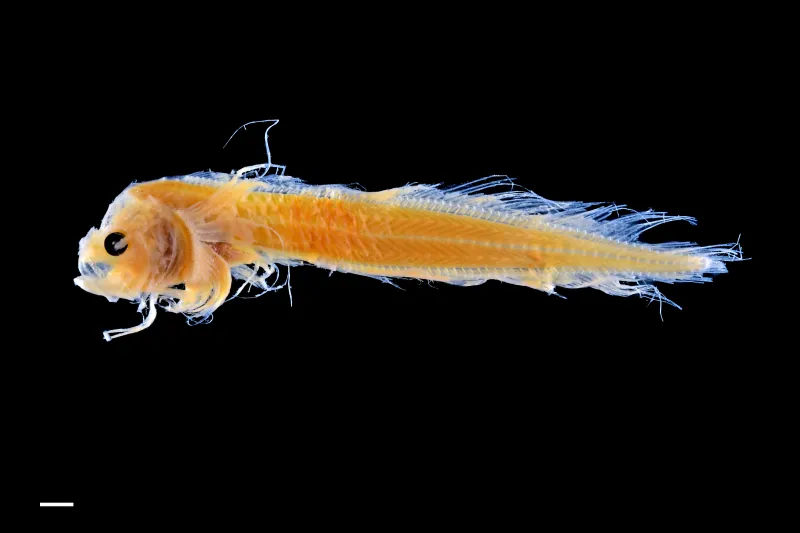 a preserved larval fish