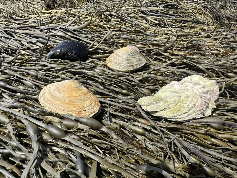 Shellfish for Dinner: More than just Clams and Oysters | Smithsonian Ocean