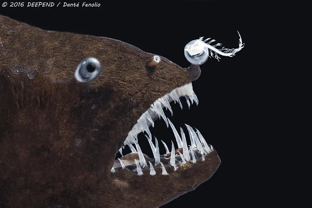 Angler fish store light bulb