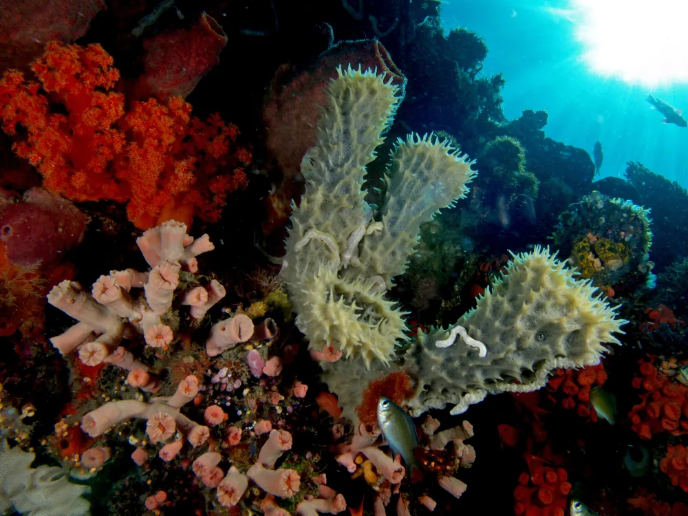 Sponges in the ocean on sale