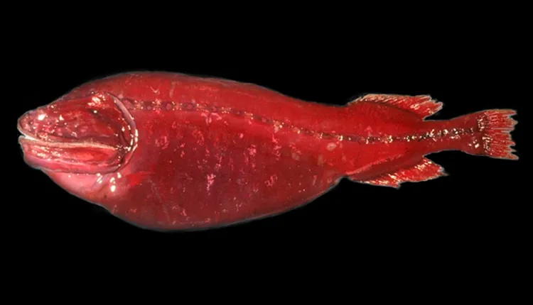 The Whalefish Mystery | Smithsonian Ocean