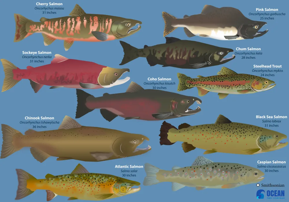 The Complicated Tale of Salmon and Trout