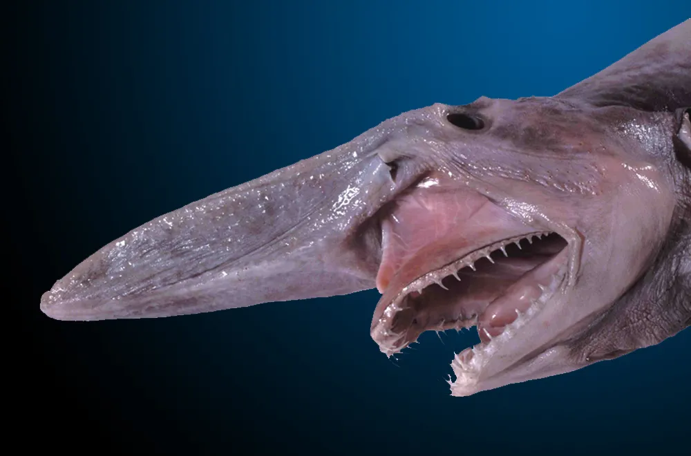 goblin-shark-nologo.jpg.webp