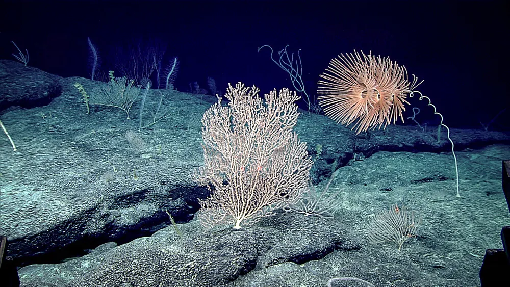 Deep sea ecosystem top