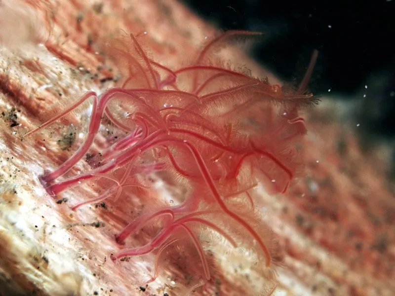 Zombie Worms Crave Bone | Smithsonian Ocean